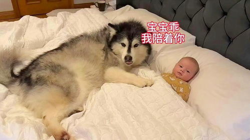 宠物狗生宝宝该怎么照顾宝宝