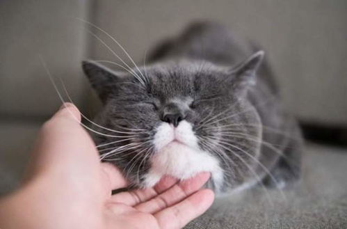 怎么才算宠物猫
