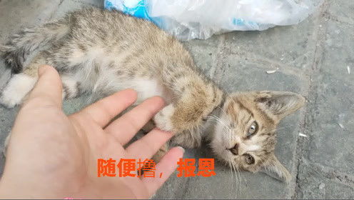 流浪宠物猫应该怎么养