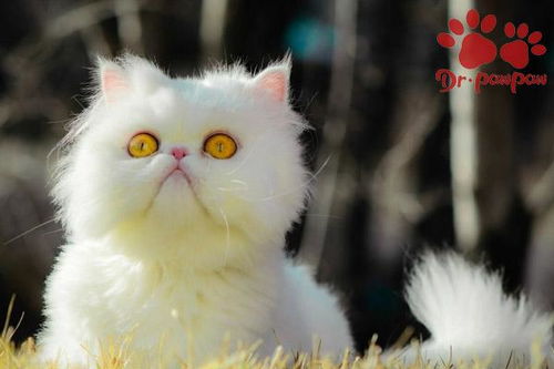 宠物猫的狂犬病怎么治疗