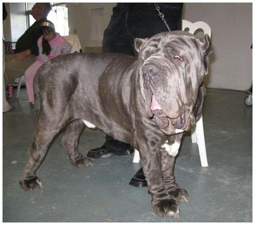 宠物狗有狂犬病怎么办