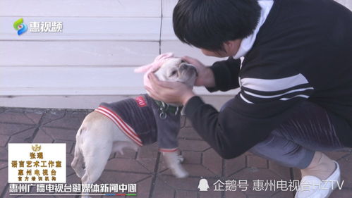 宠物狗流羊水怎么回事儿