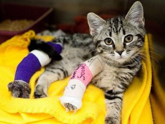 宠物猫怎么急救