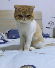 宠物猫绝育后怎么养胖