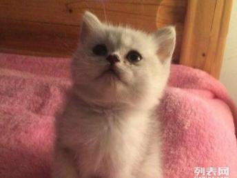 贵阳宠物猫怎么买卖