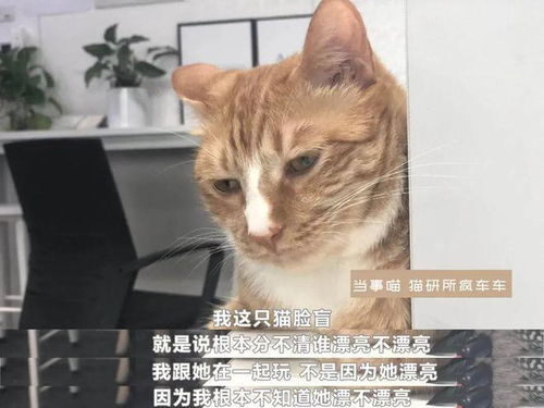 怎么打宠物猫标签