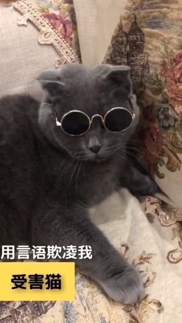 上海话宠物猫怎么讲的啊
