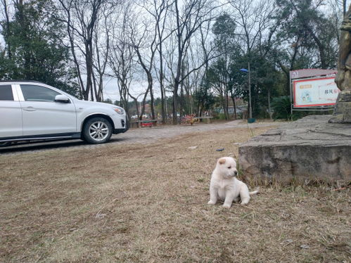 宠物狗回了农村会怎么样