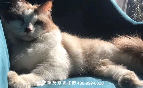 出国怎么托运宠物猫
