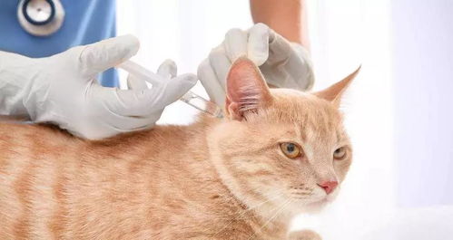捡到宠物猫打针怎么处理