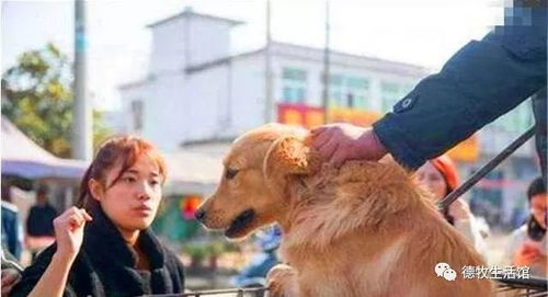 成年狗能卖多少钱