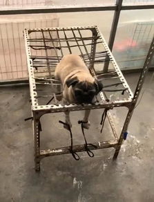 给宠物狗扎吊瓶怎么扎的
