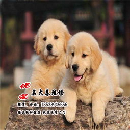 金毛宠物狗怎么买的到