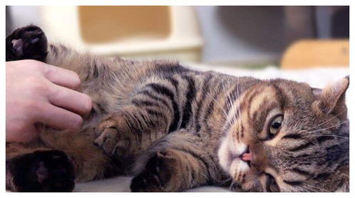 宠物猫怎么摸肚子