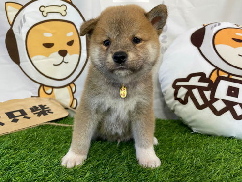 宠物狗柴犬性格怎么样啊