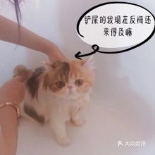 宠物猫代理怎么买猫