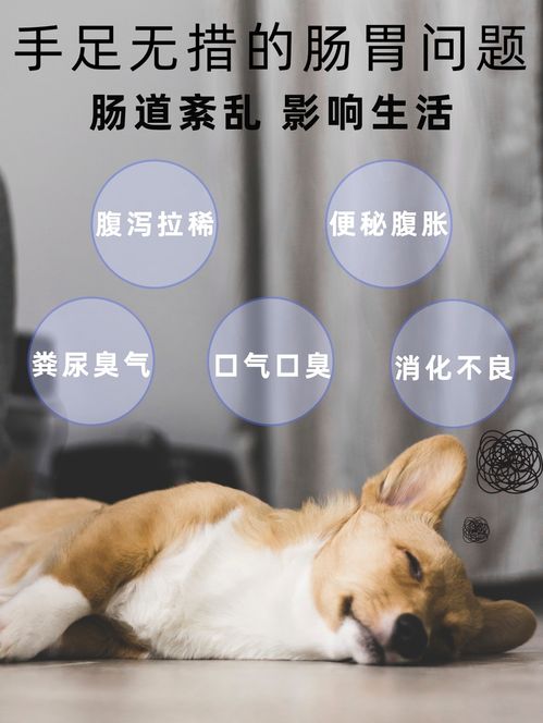 宠物狗老是拉肚子是怎么回事