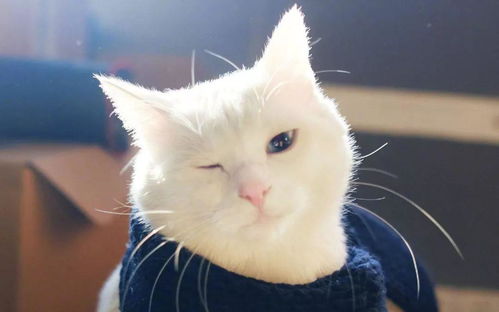 怎么给宠物猫擦眼屎