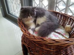 小猫吃多少妈咪爱