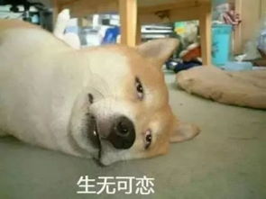 宠物狗体外有什么虫卵怎么办