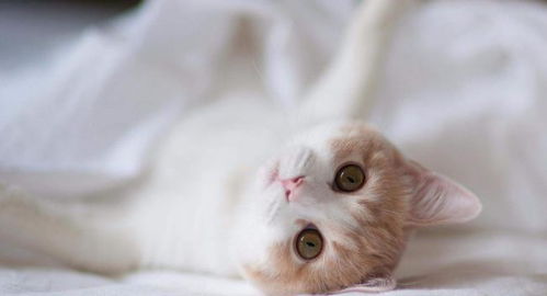 宠物猫怎么才能找到
