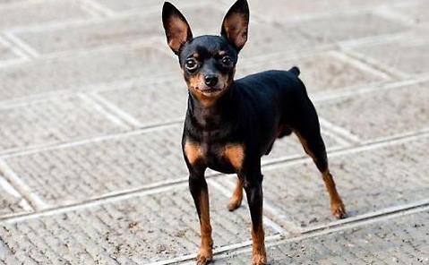 迷你杜宾犬多少钱