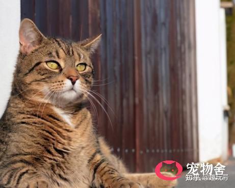 宠物狗狸花猫怎么养的好