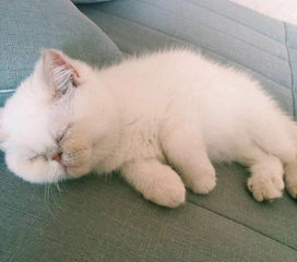 全国宠物猫怎么养殖