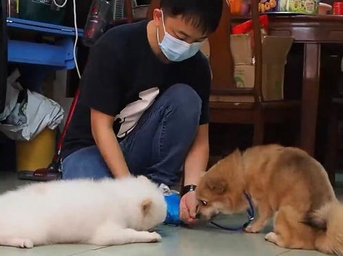 宠物狗见面就打架怎么办
