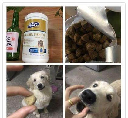 宠物狗怎么喂鱼油好一点
