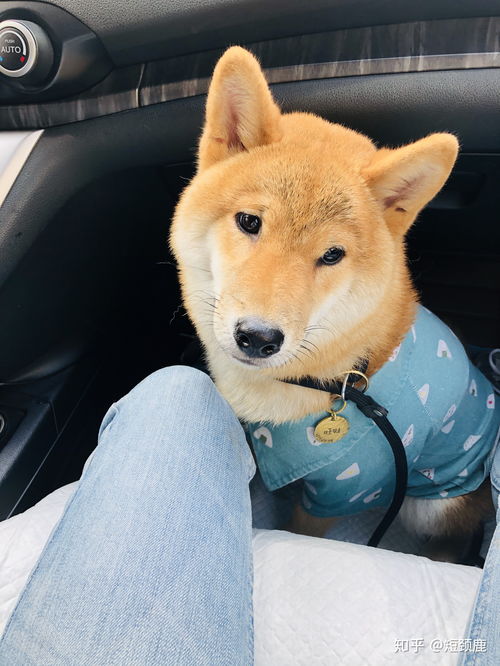 宠物狗怎么养胖一些呢