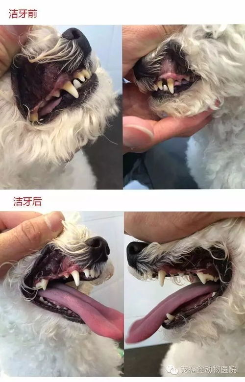 给宠物狗洗牙会怎么样啊