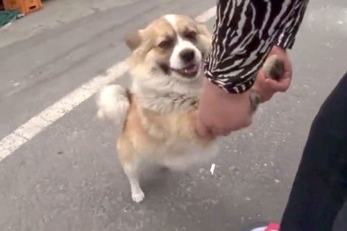 宠物狗追土狗怎么回事啊
