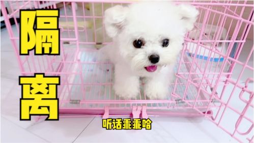 被隔离有宠物狗怎么办啊