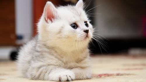 宠物猫过敏要怎么避免