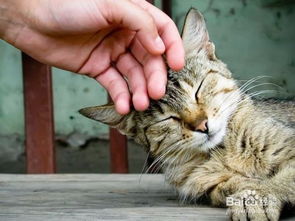 怎么让宠物猫更听话