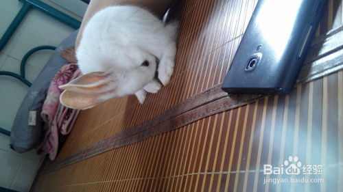 怎么养好兔子宠物猫