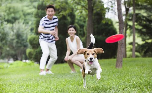 老婆养宠物狗后怎么办