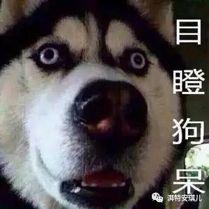 宠物狗运动量大怎么办啊