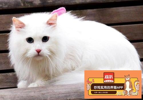 山东狮子猫多少钱一只