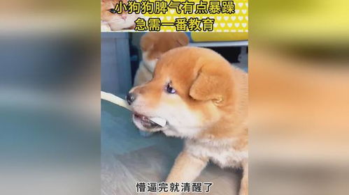 宠物狗脾气暴躁怎么办
