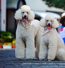 贵宾犬巨贵多少钱