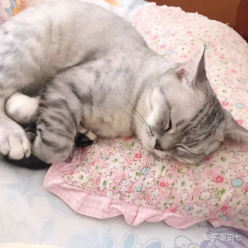 宠物猫条怎么养的