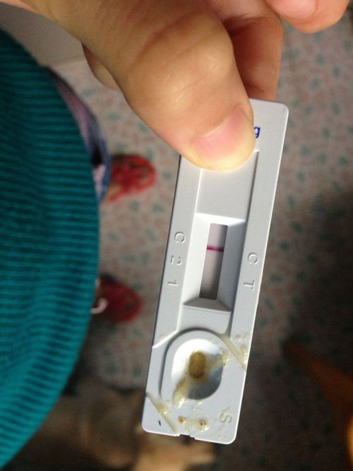 宠物狗检测试纸怎么看准确