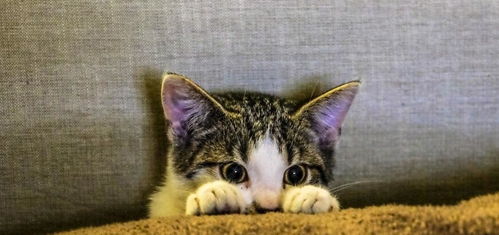 怎么买可达鸭宠物猫