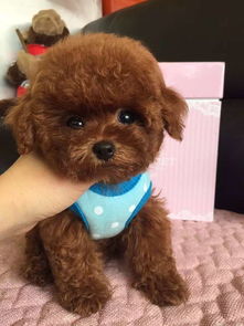 泰迪犬驱虫多少钱