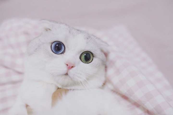 宠物猫刚来怎么训练