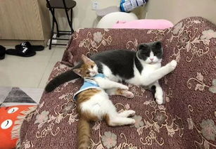 宠物猫肛周炎怎么治好的