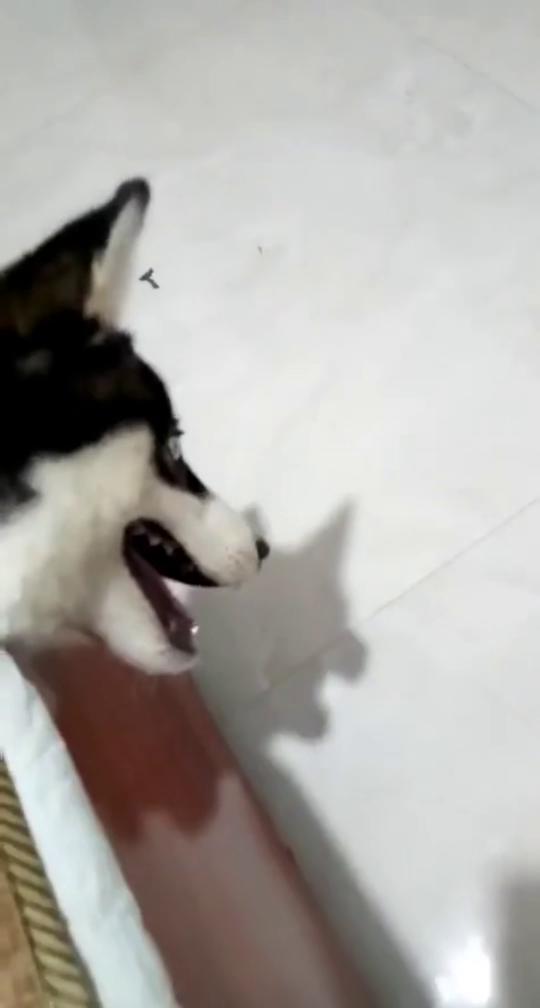 宠物狗剃毛剃伤了怎么办