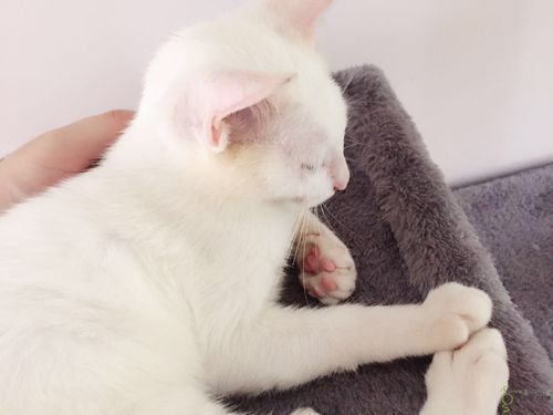 宠物猫怎么还挠人